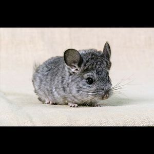 Meet your Posher, Chloee